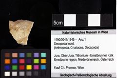 Foto (Objket + Etiketten) von Decapoda indet. 